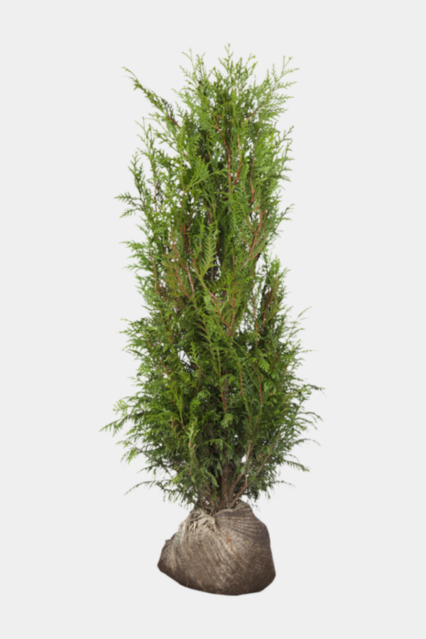 Kjempetuja rotklump 220cm - 260cm 15-pakning