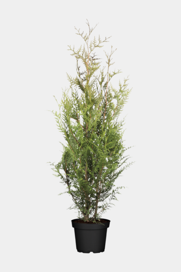 Kjempetuja krukke 140-180cm 50 pakning