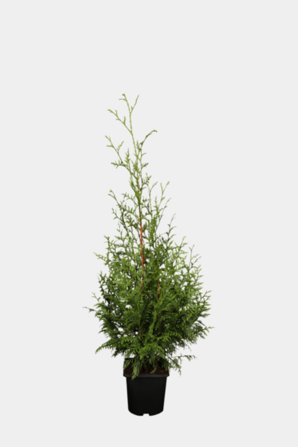 Kjempetuja krukke 100-140cm 65-pakning