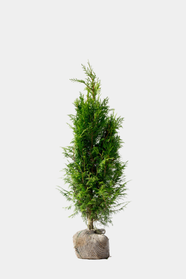 Kjempetuja rotklump 140cm - 180cm 50-pakning