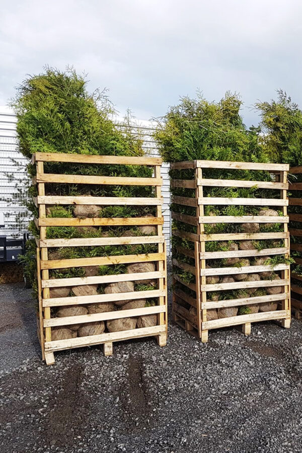 Tuja Brabant rotklump 60cm-100cm 60-pakning