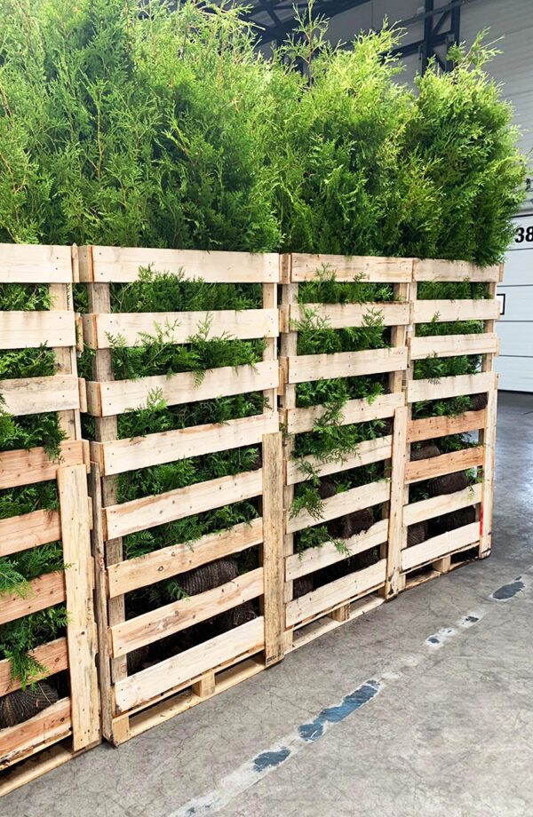 Tuja Brabant krukke 100cm-140cm 65-pakning