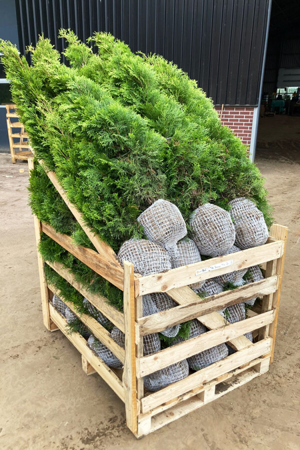 Tuja Smaragd rotklump 60-100cm 60-pakning
