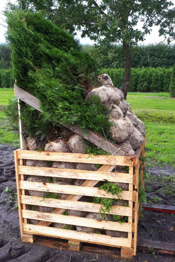 Tuja Smaragd rotklump 140-180cm 50-pakning