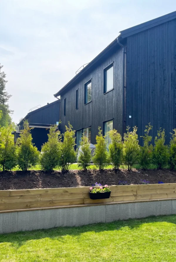 Tuja King of Brabant Rotklump Budsjett Pakke 60-100cm - Bilde 2