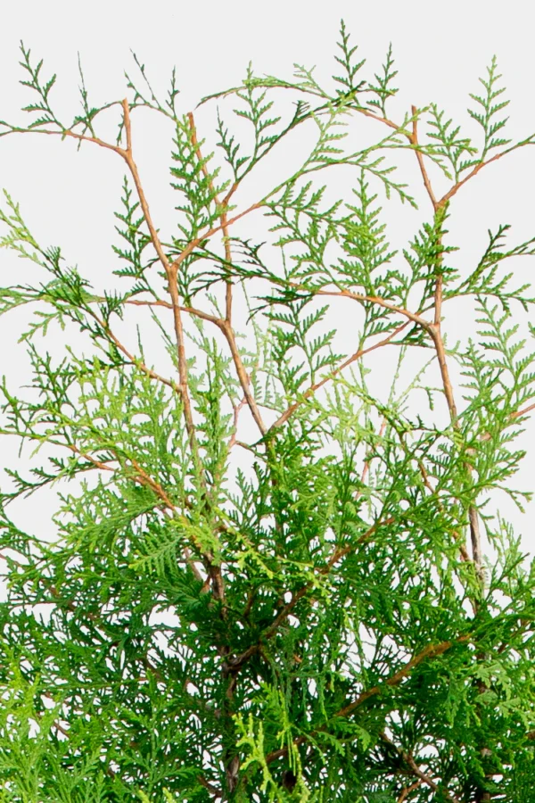 Tuja Brabant Rotklump Genius Pakke 220-260cm - Bilde 3