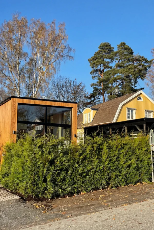 Tuja Brabant Rotklump Genius Pakke 180-220cm - Bilde 2