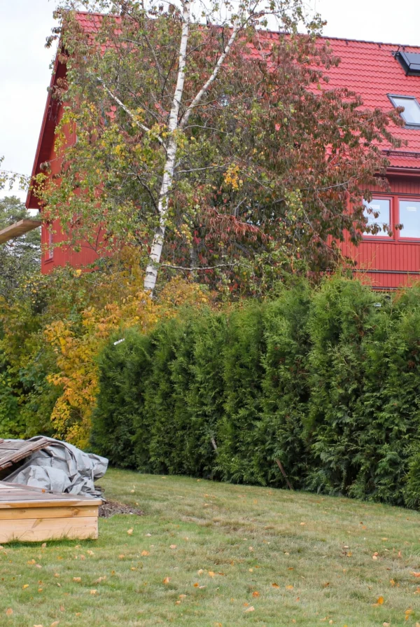 Tuja Brabant Rotklump Genius Pakke 220-260cm - Bilde 2