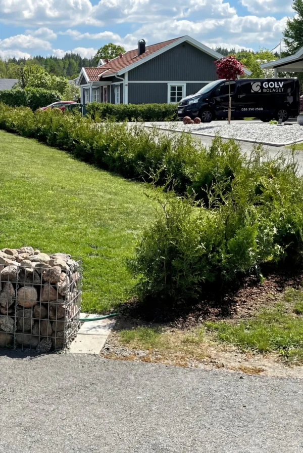 Tuja Brabant Krukke Genius Pakke 60-100cm - Bilde 2