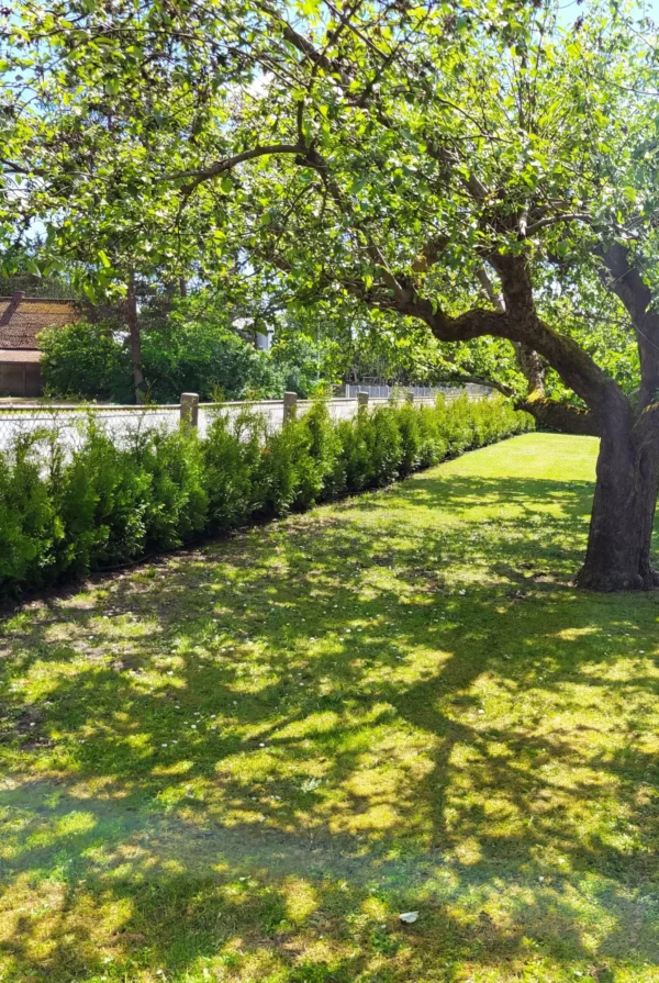 Tuja King of Brabant Rotklump Genius Pakke 100-140cm - Bilde 2