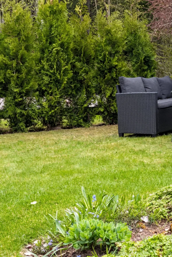 Tuja King of Brabant Krukke Genius Pakke 220-260cm - Bilde 2