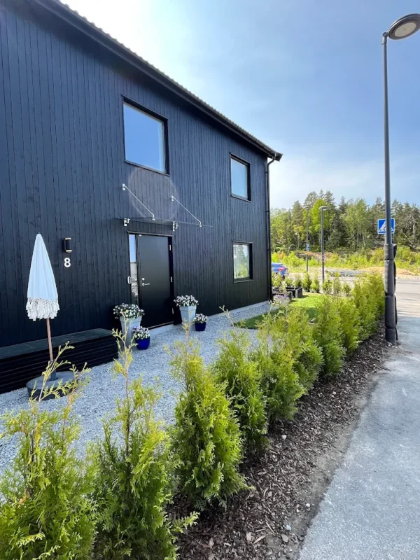 Tuja King of Brabant Rotklump Genius Pakke 60-100cm - Bilde 2