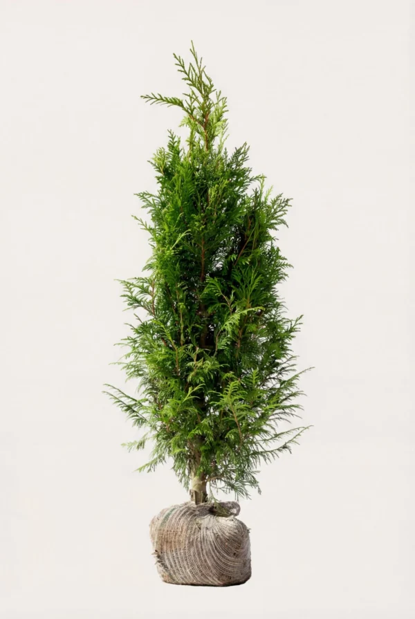 Kjempetuja hekk Budsjett Pakke med rotball 100-140cm - Gir umiddelbar innsyn