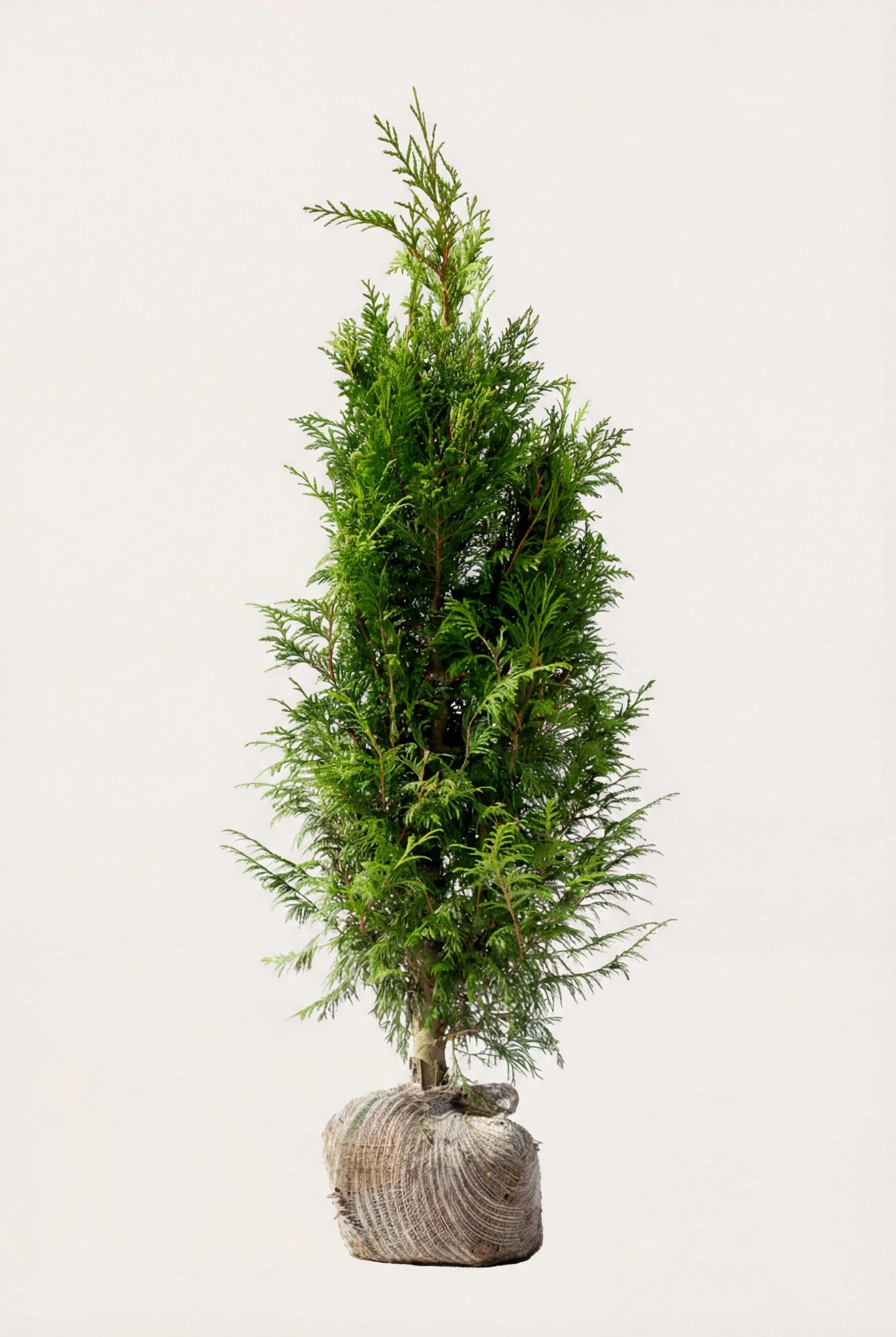 Kjempetuja hekk Budsjett Pakke med rotball 100-140cm - Gir umiddelbar innsyn