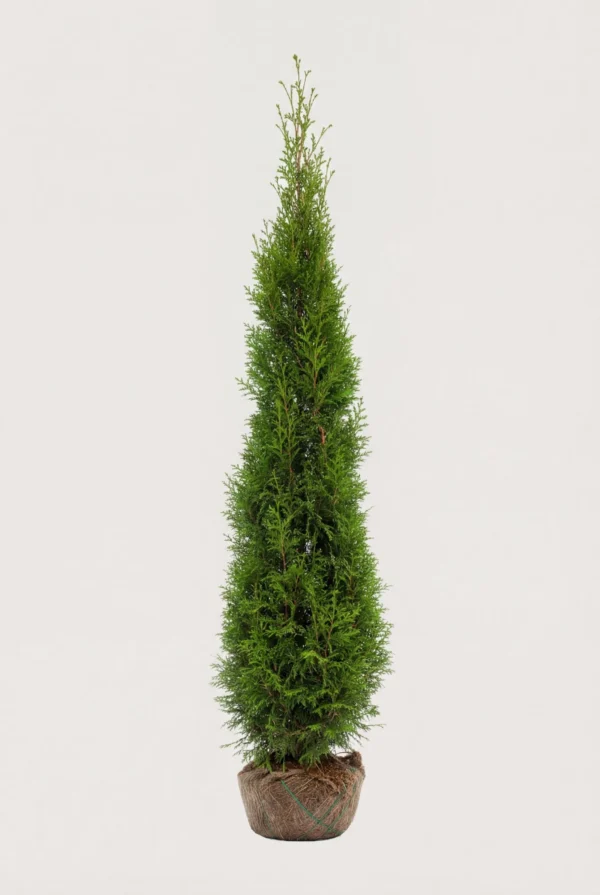 Kjempetuja hekk Budsjett Pakke med rotball 220-260cm - Gir umiddelbar innsyn