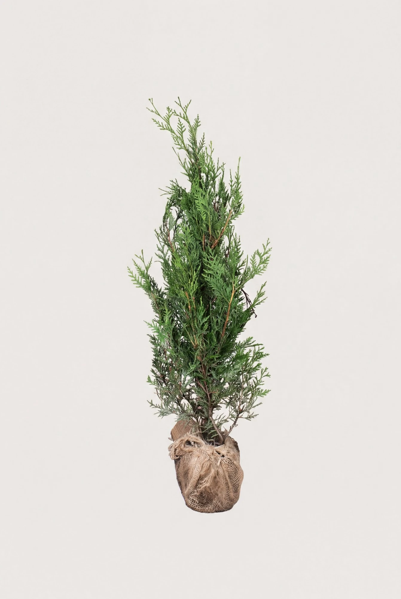 Kjempetuja hekk Budsjett Pakke med rotball 60-100cm - Gir umiddelbar innsyn