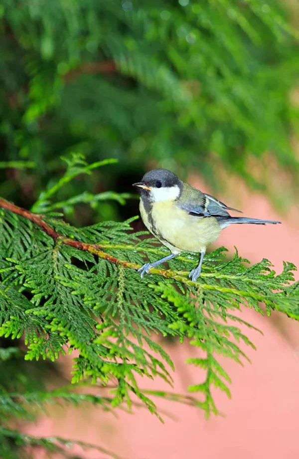 Kjempetuja Rotklump Budsjett Pakke 140-180cm - Bilde 3