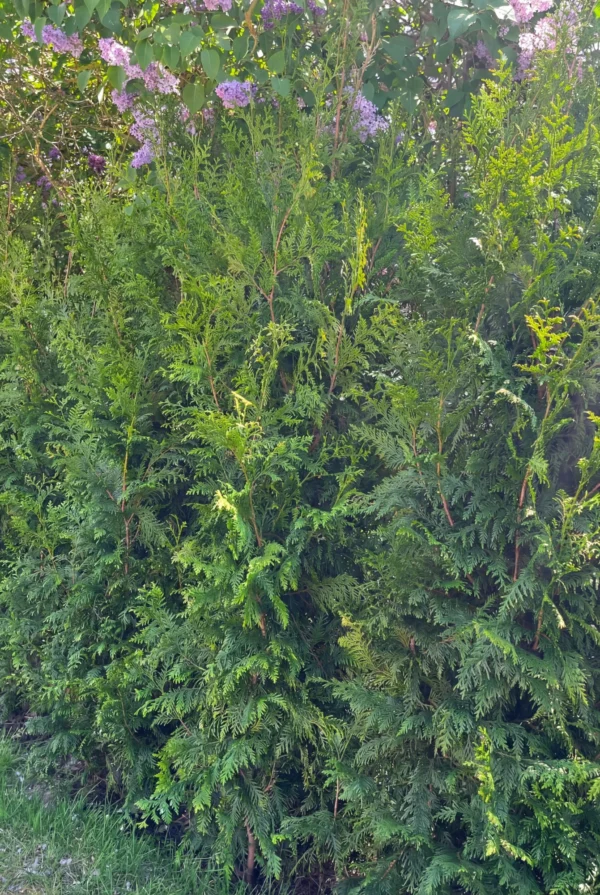 Kjempetuja Rotklump Genius Pakke 140-180cm - Bilde 2