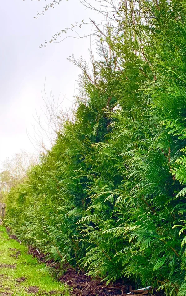 Kjempetuja Rotklump Genius Pakke 180-220cm - Bilde 2