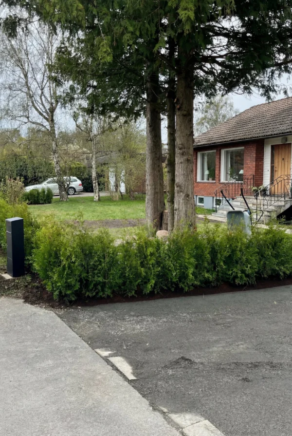 Kjempetuja Rotklump Genius Pakke 60-100cm - Bilde 2