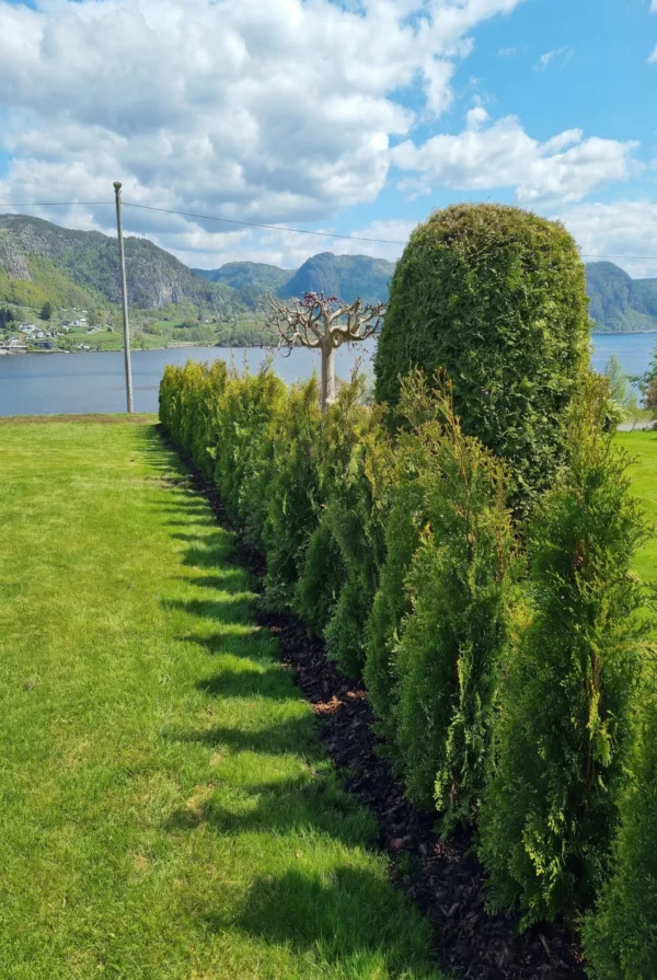 Tuja Smaragd Rotklump Genius Pakke 100-140cm - Bilde 2