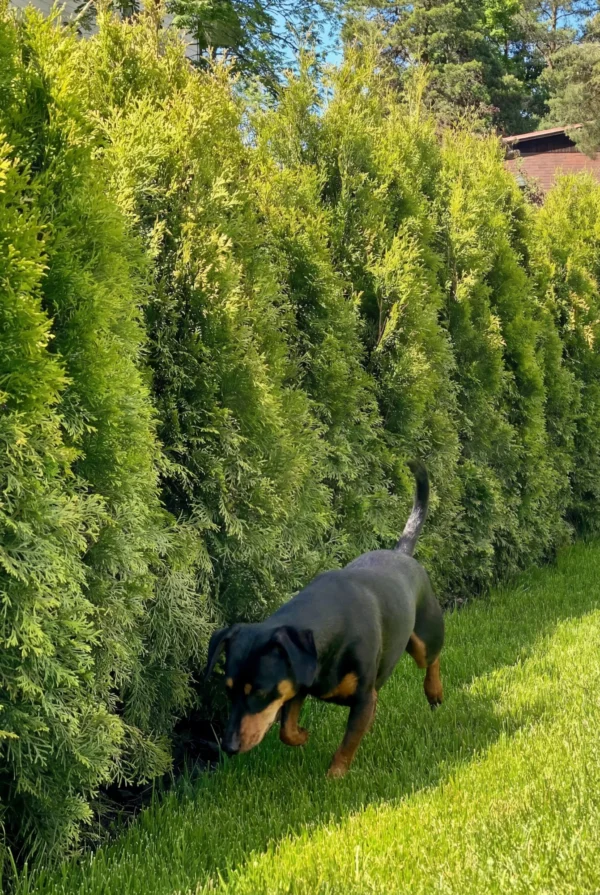 Tuja Smaragd Rotklump Genius Pakke 140-180cm - Bilde 2