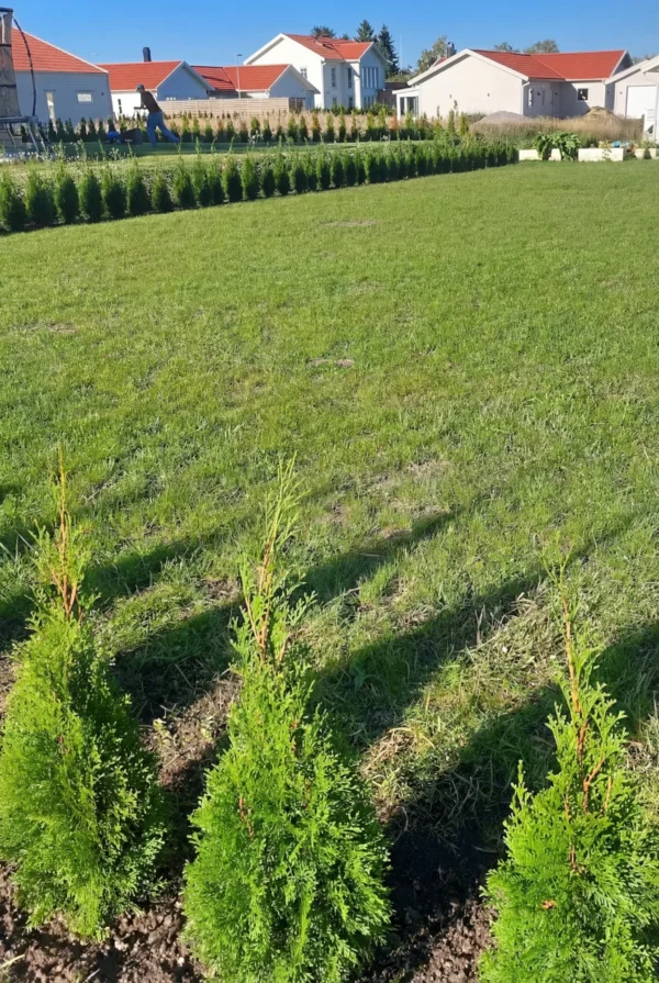 Tuja Smaragd Rotklump Genius Pakke 60-100cm - Bilde 2