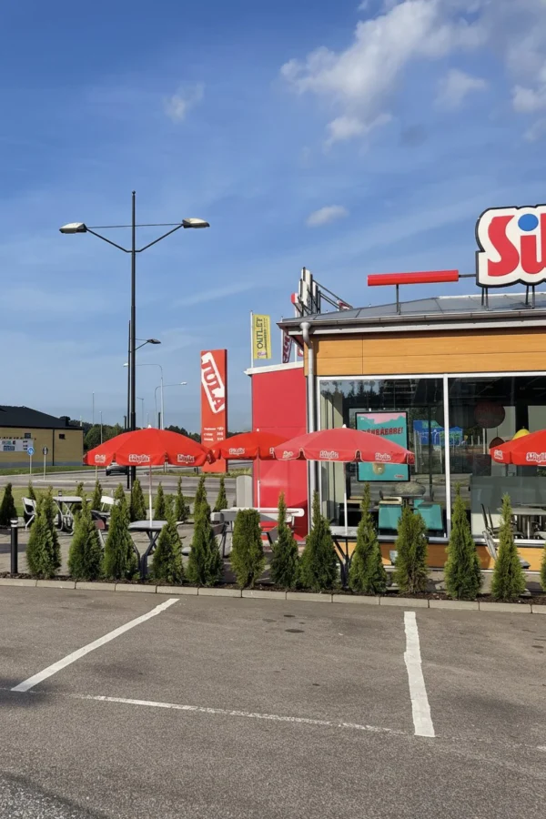 Tuja Smaragd Rotklump Budsjett Pakke 60-100cm - Bilde 2